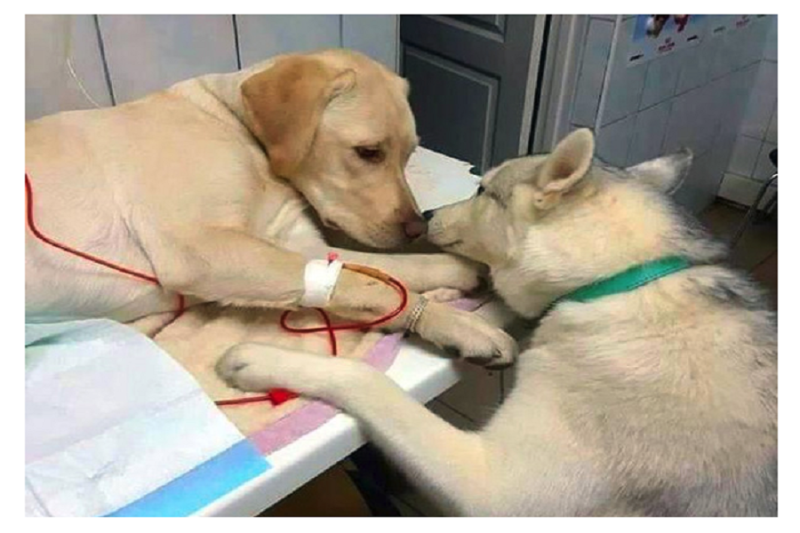 emotional photo of 2 dog at veterinary clinic goes viral