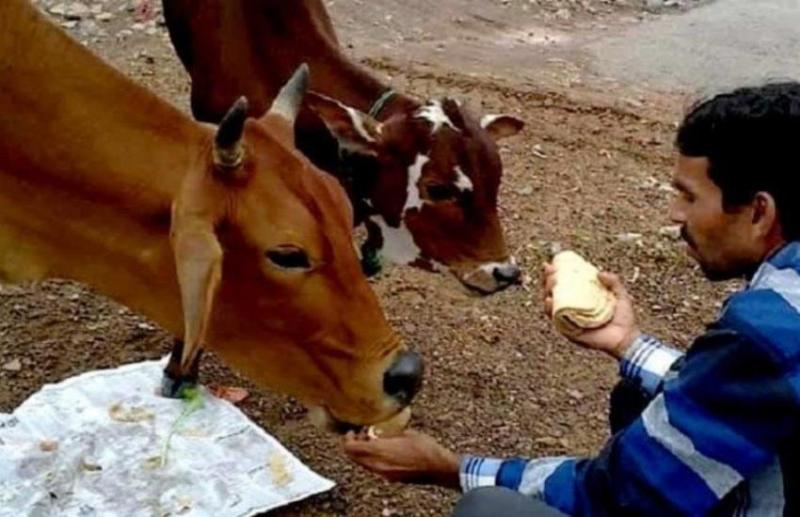 गाय को नहीं खिलानी चाहिए इस तरह की रोटी, हो सकते हैं मृत्यु के शिकार