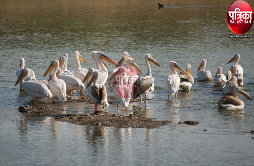 हजारों किमी की यात्रा कर राजस्थान के इस गांव में ‘पावणा’ का डेरा