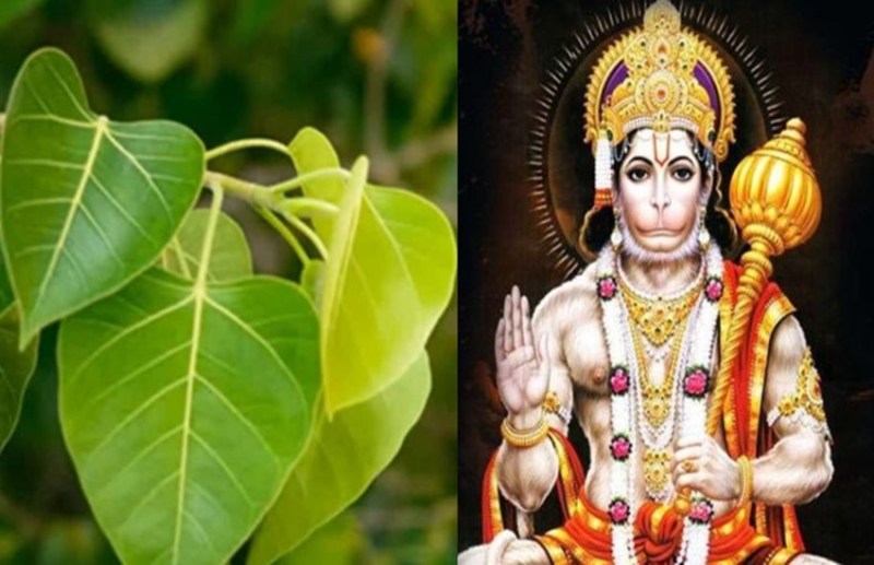 hanuman ji peepal tree
