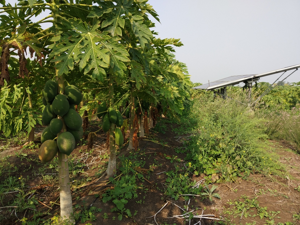 22 acres of papaya cultivation