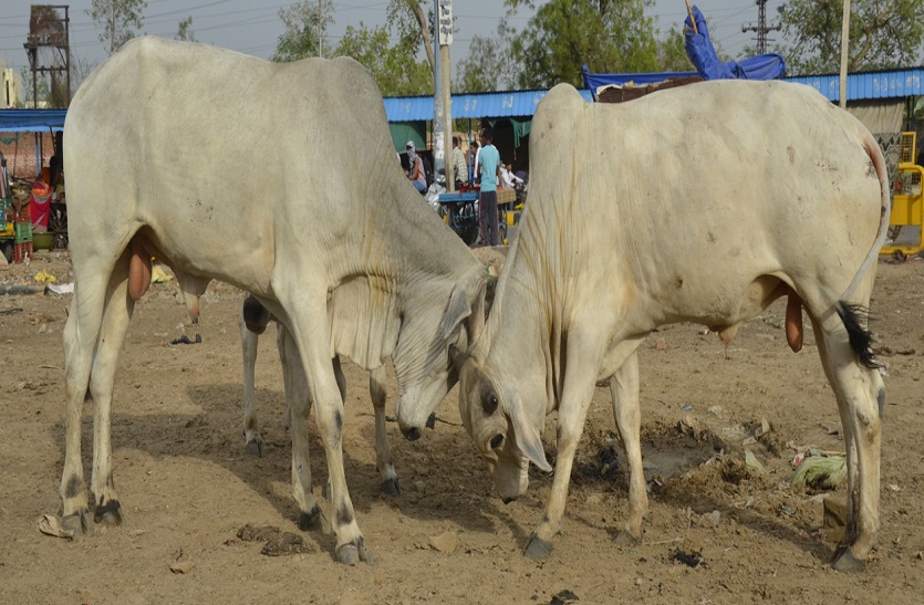 bharatpur cow 