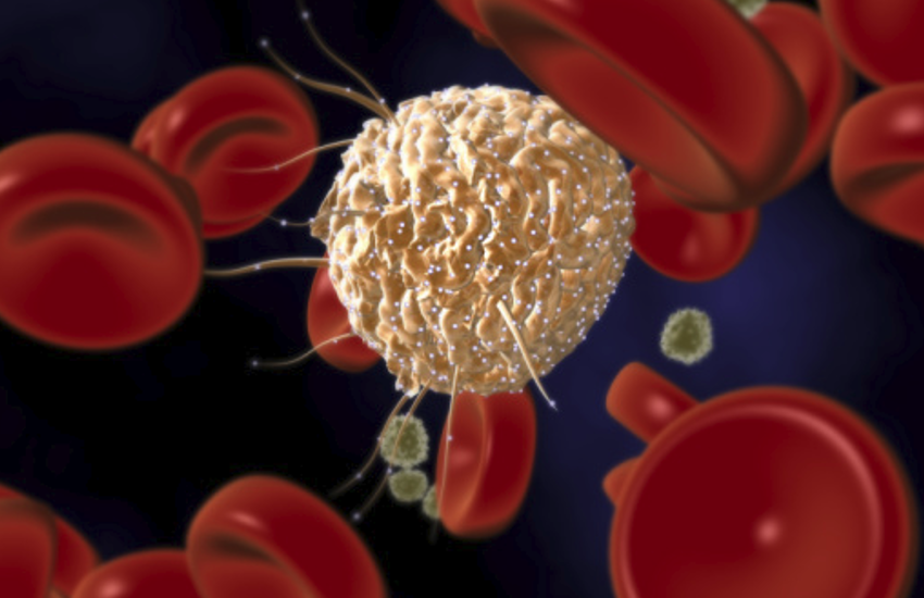 stem cell