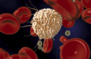 stem cell
