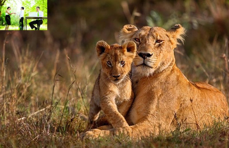 career in wild life photography