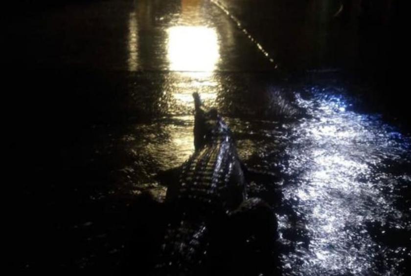 Flood in australia results crocodile walking on the roads