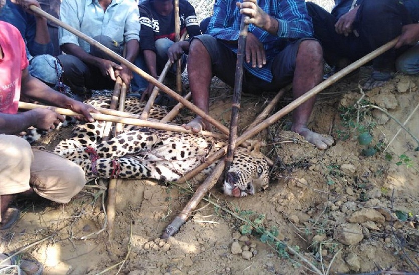 BIG BREAKING: जंगली सूकर पकड़ने के लिए बिछाया जाल, फंस गया तेंदुआ, हड़कंप