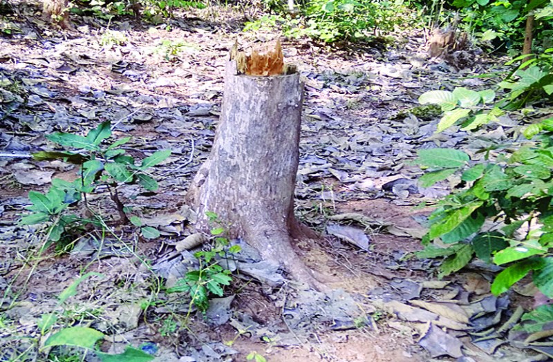 सागौन के जंगल को ठूंठ में बदल रहे लकड़ी तस्कर, कार्रवाई करने से कांप रहे विभाग के हाथ