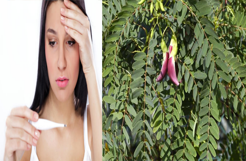 agastya-tree-s-5-elements-are-beneficial-for-fever-and-constipation