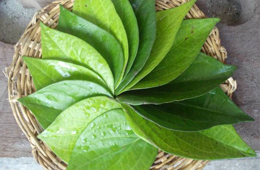 use-pan-leaves-to-treat-colds