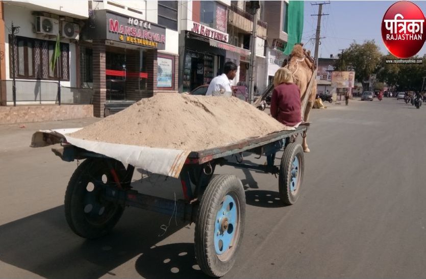 Gravel transport on camels and bullocks in pali