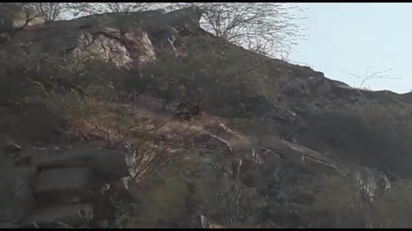 पैंथर को ग्रामीणों ने पीटपीट कर मार दिया अब भालू के मूवमेंट ने मचाई हलचल