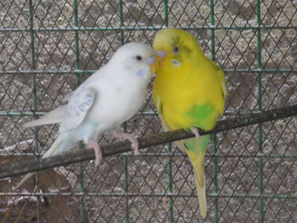 Valentine's day 2019 : Love Birds On Valentine's Day