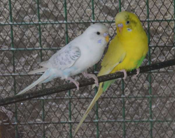 Valentine's day 2019 : Love Birds On Valentine's Day