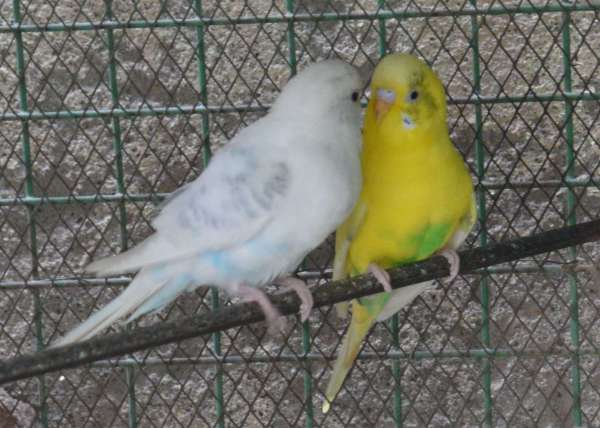 Valentine's day 2019 : Love Birds On Valentine's Day