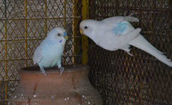 Valentine's day 2019 : Love Birds On Valentine's Day