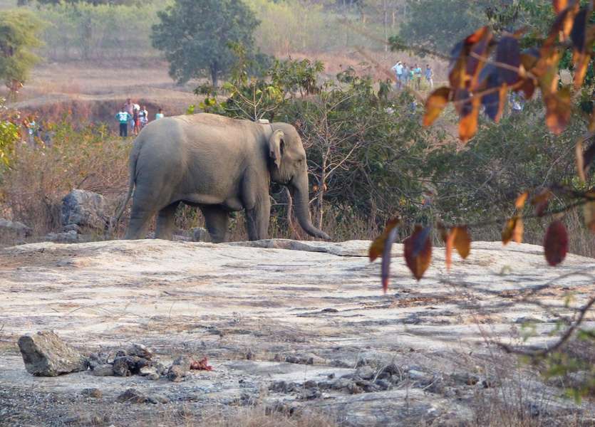 PHOTO GALLERY : ओडिशा से मैनपाट पहुंचा 12 हाथियों का दल, दहशत में लोग, रेडियो
कॉलर पहनी गौतमी हथिनी भी