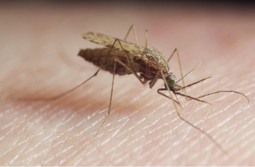 avoid-mosquitoes-in-indigenous-ways-learn-these-special-tips