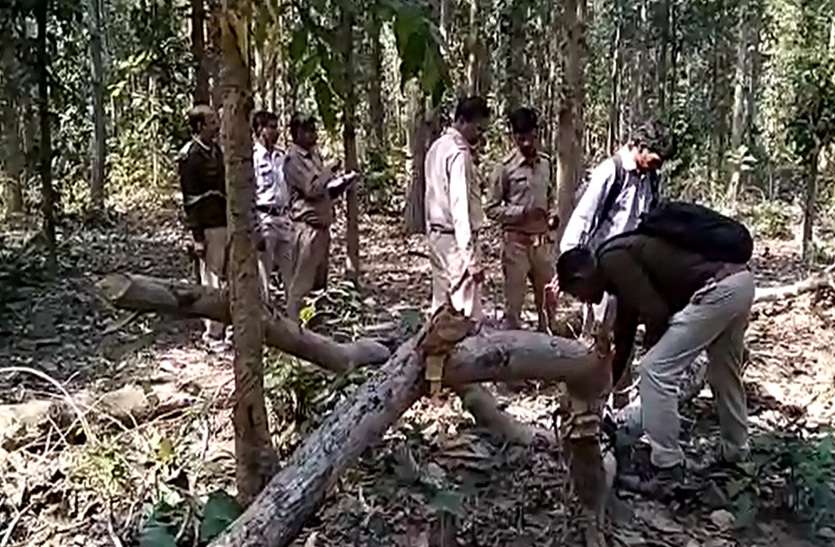 सडक़ पर गिरी थी डंगाल, जब सीसीएफ अंदर घुसे तो साफ था जंगल