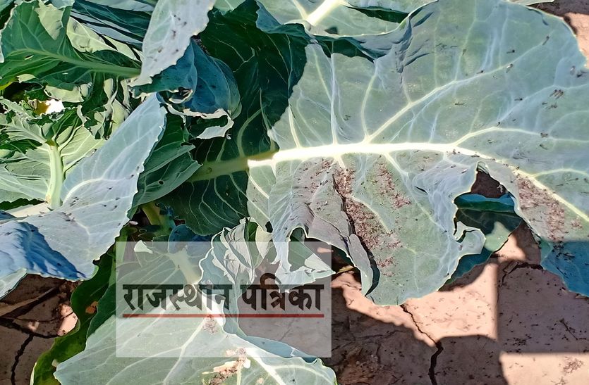 sirohi