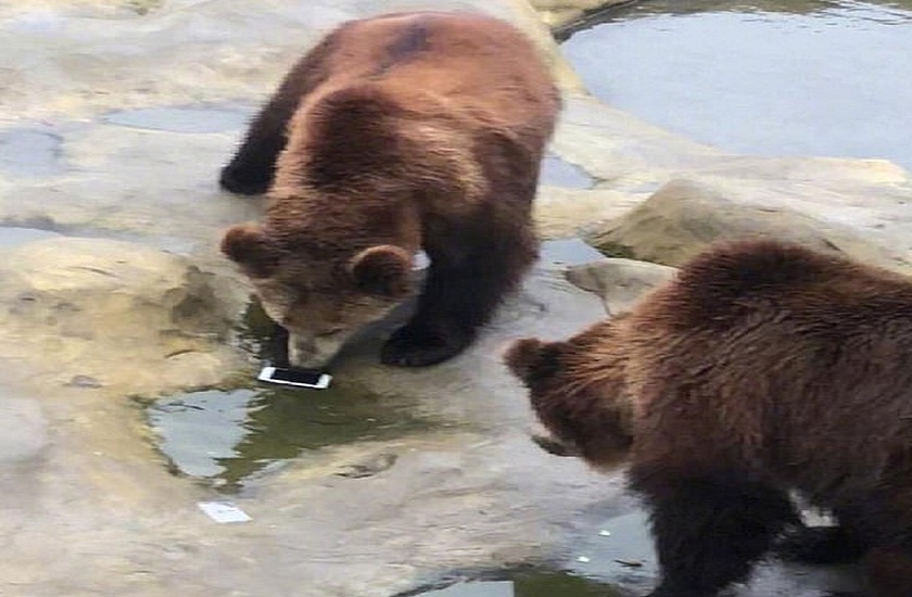 tourist throws an iPhone to bears at a zoo mistaking it for food