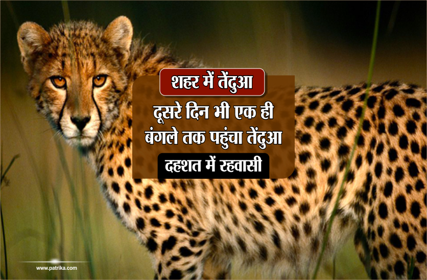 leopard in bhopal