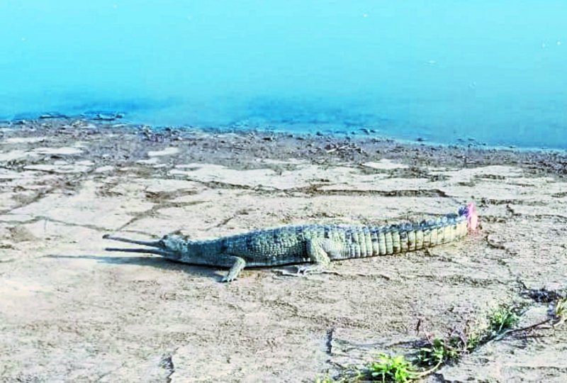 27 khangals brought from chambal in danger from unauthorized mining!