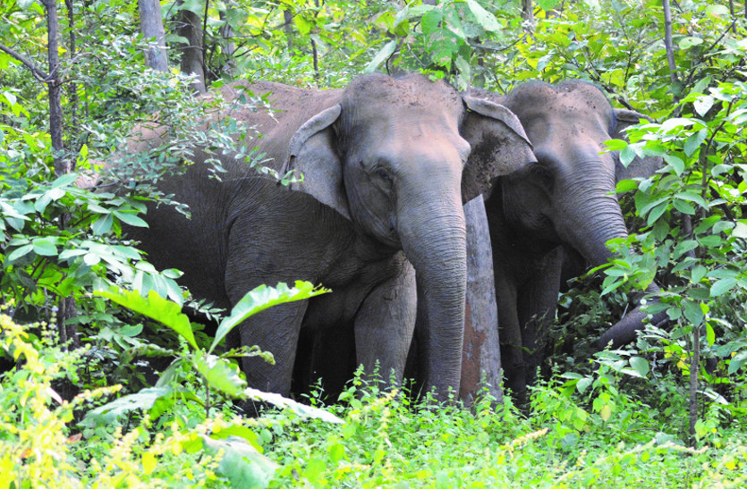 अरहर की फसल को हाथियों ने किया चट, ग्रामीण दहशत में, हाथियों को खदेडऩे वन अमला भी नाकाम