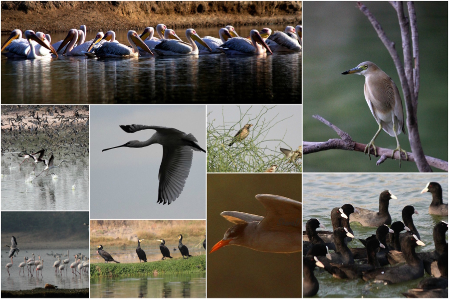 birds in jodhpur
