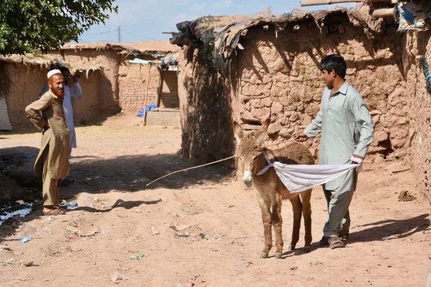 Donkeys in Pakistan