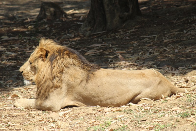 Lion-Tiger-Leopard Diet is doing in kanan pendari bilaspur