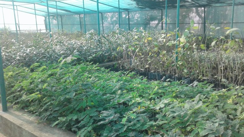 Every year, women will prepare one million saplings in their own nursery ... so now we will teach horticulture