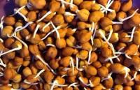 रोज़ाना खाली पेट खाएं अंकुरित चने, बीमारियाँ रहेंगी कोसों दूर