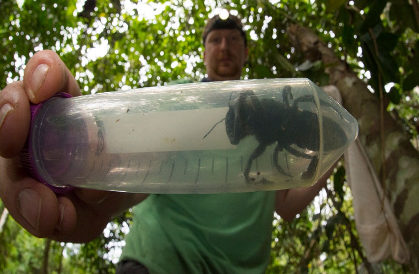 world largest fly was seen after 1981 in indonesia