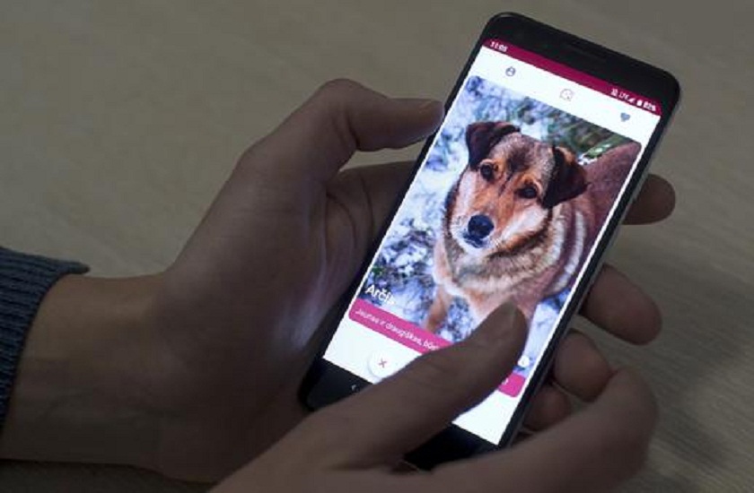 tinder inspired get pet app helps to find perfect pet
