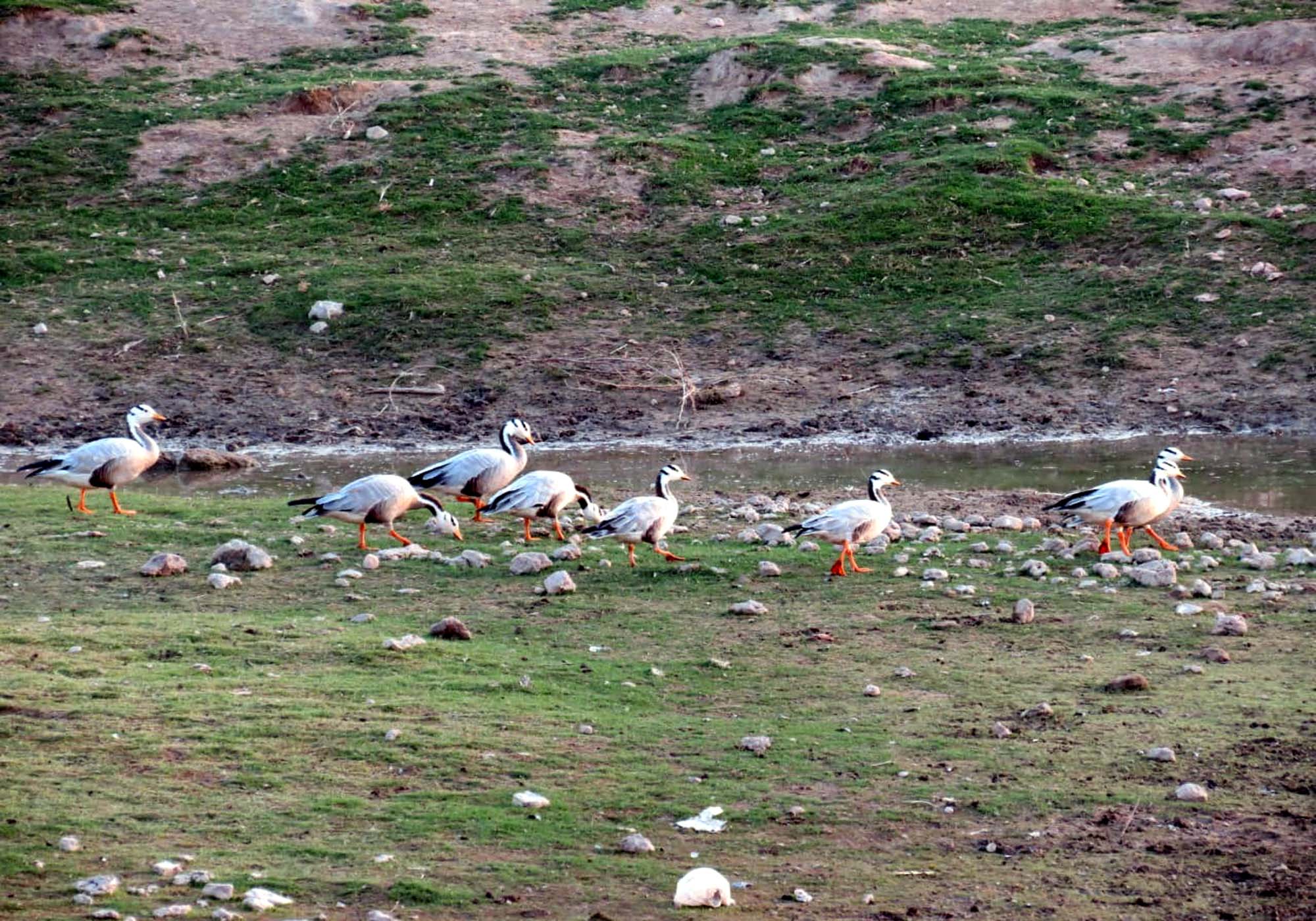 Bar-headed Goose in the Khichan