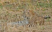 panther in ajmer district