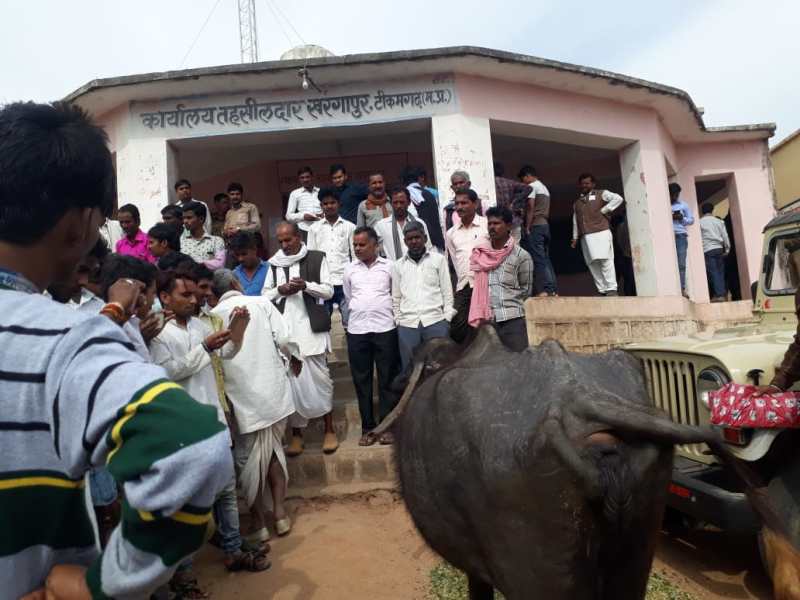 After taking buffaloes and tapping the Tahsildar's car, finally the action