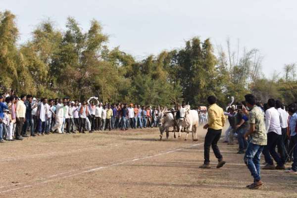 Bail gadi race in hoshangabad photo