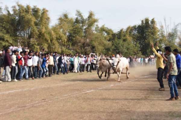 Bail gadi race in hoshangabad photo