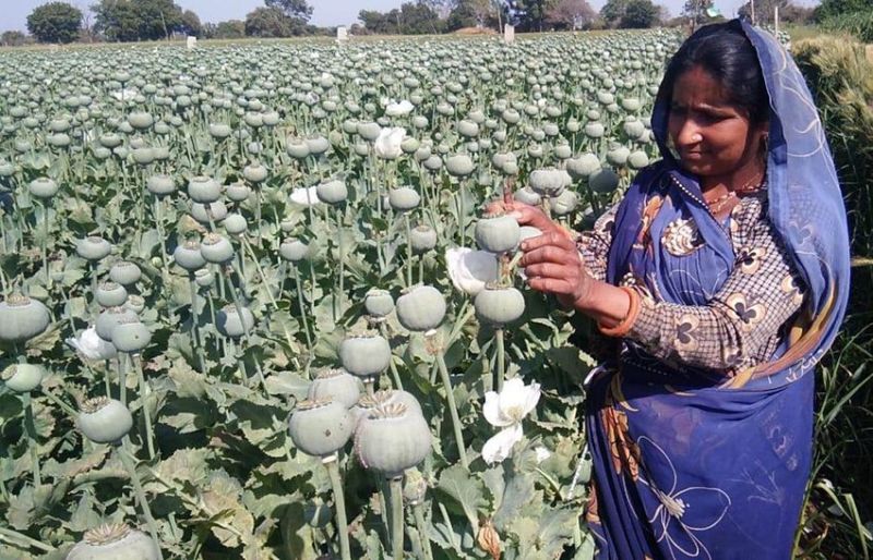 First to worship the mother Kalika, then put the opium slit in the dum