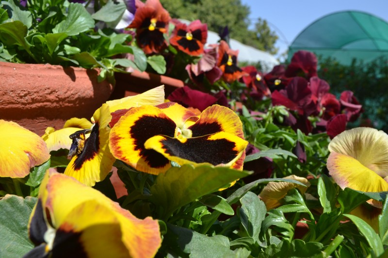 Trees,medicinal plants,health tips,sunflower,plants,Aloe vera,Aloe vera benefits,Sunflower Oil,Surajmukhi,Health tips for summer season,