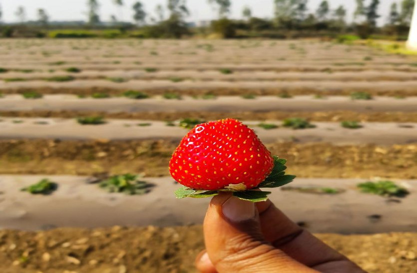 strawberry day
