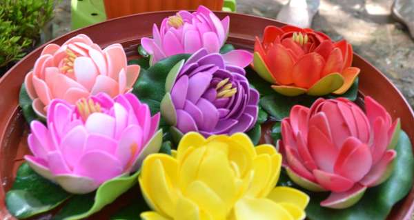 beautiful pics of lotus flowers