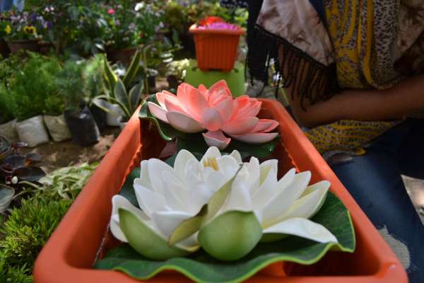 beautiful pics of lotus flowers