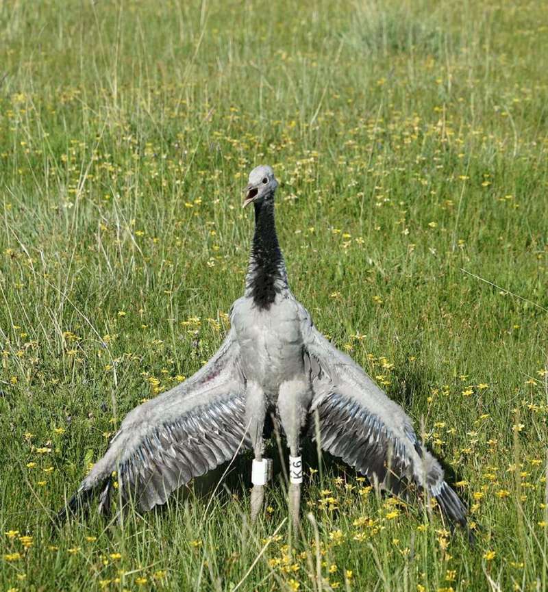 The transmitter was first installed in the ringing collar tagged kurja