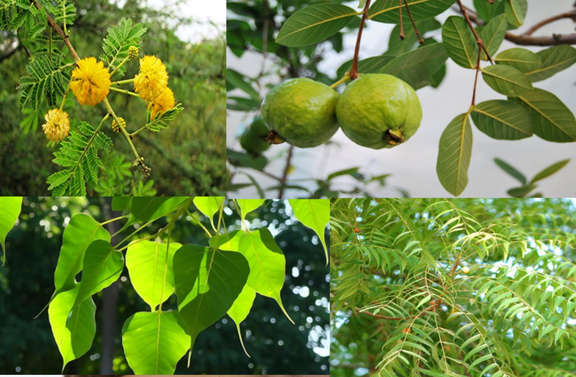 many-diseases-will-be-removed-from-these-tree-leaves