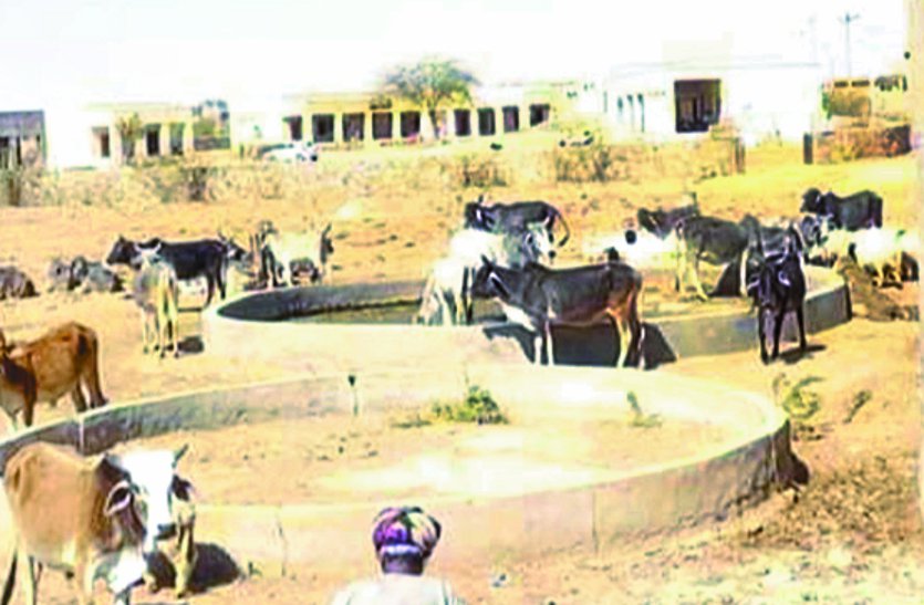 Water crisis: farmers' crops withered, selling cattle