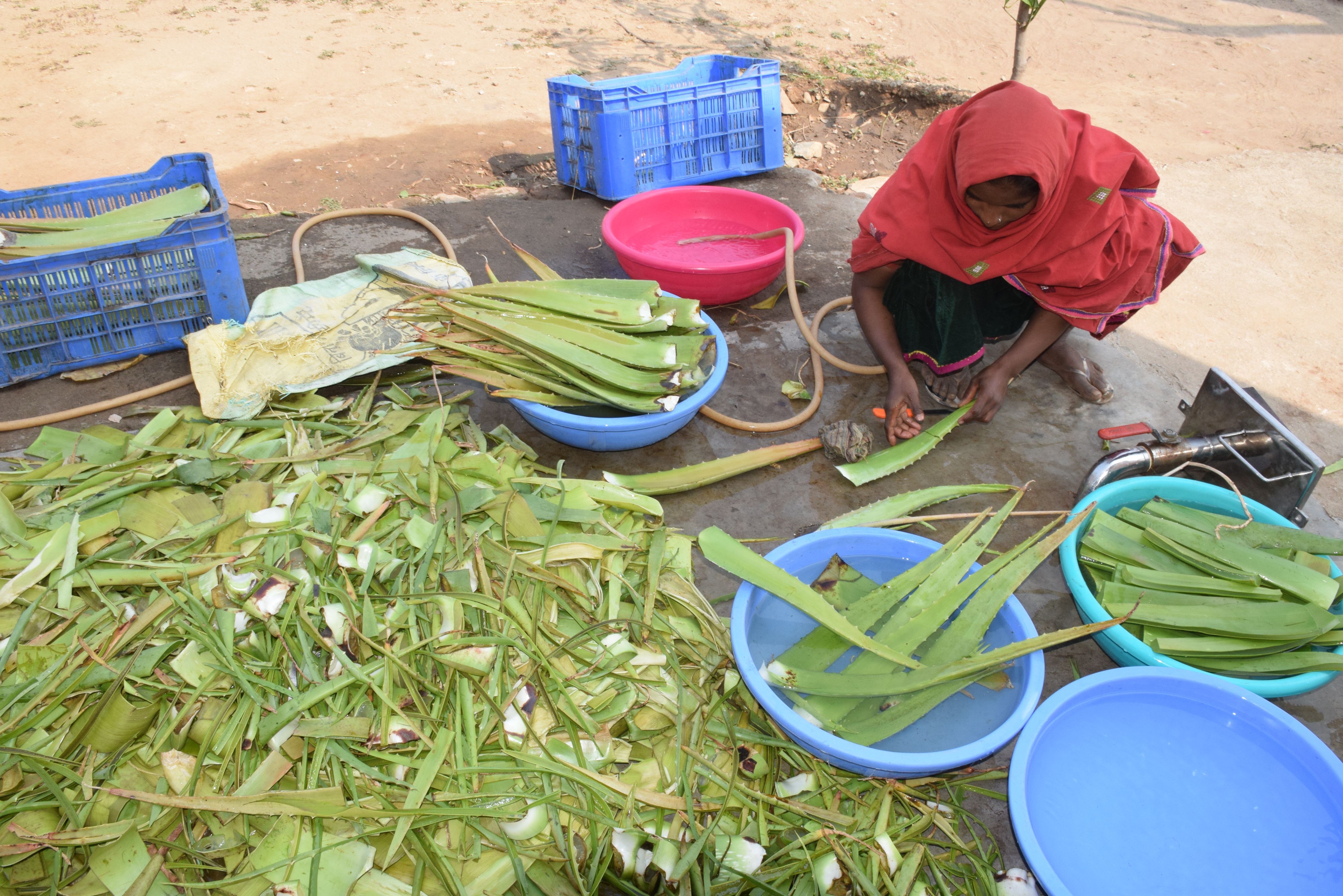 Good news for hilly areas of udaipur about Aloevera