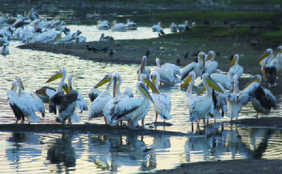 Pelicans on the huge birds seen in Sangram Sagar of Deogarh